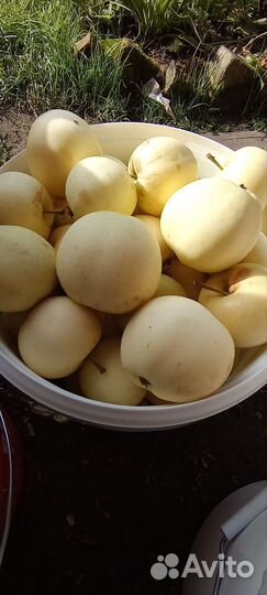 Белый налив