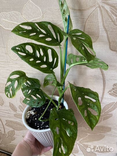 Комнатное растение Монстера Манки