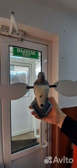 Чучело голубь