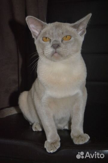 Бурманский котик