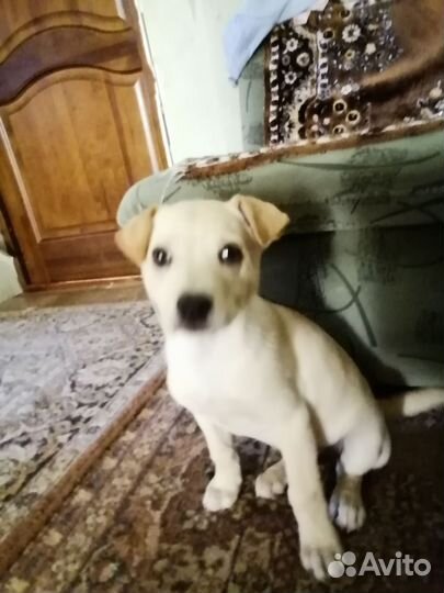 Отдам бесплатно в добрые руки