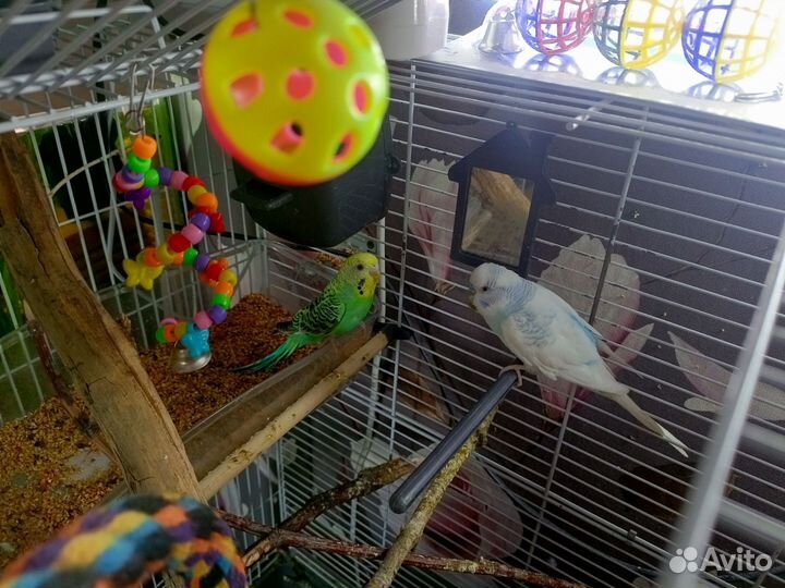 Волнистый попугай,пара
