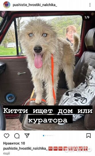 Собака ищет дом