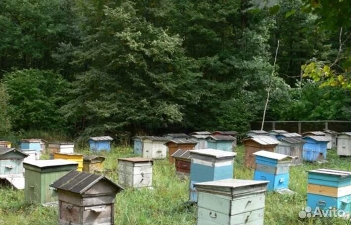 Мёд натуральный с Алтая опт. минимально 16 кг