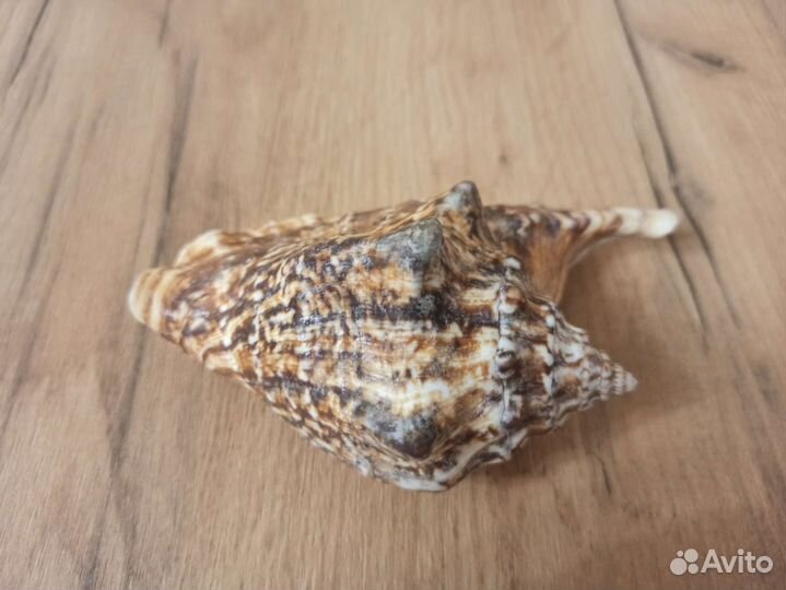 Морская раковина