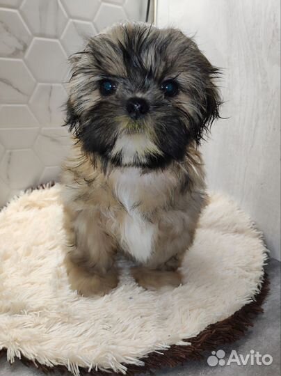 Щенки ши-тцу