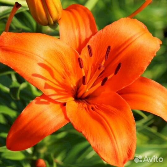 Лилия саженцы Аргос