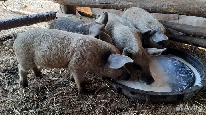 Венгерская мангалица