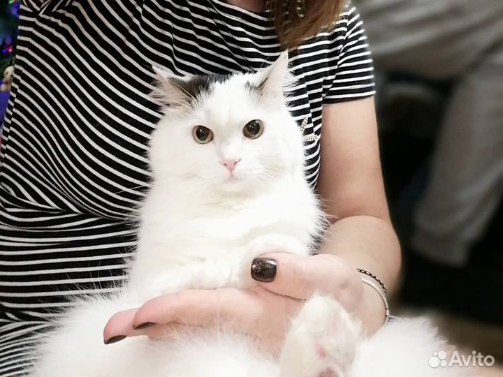 Льготная кастрация и стерилизация