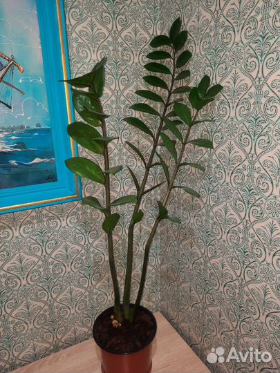 Замиокулькас