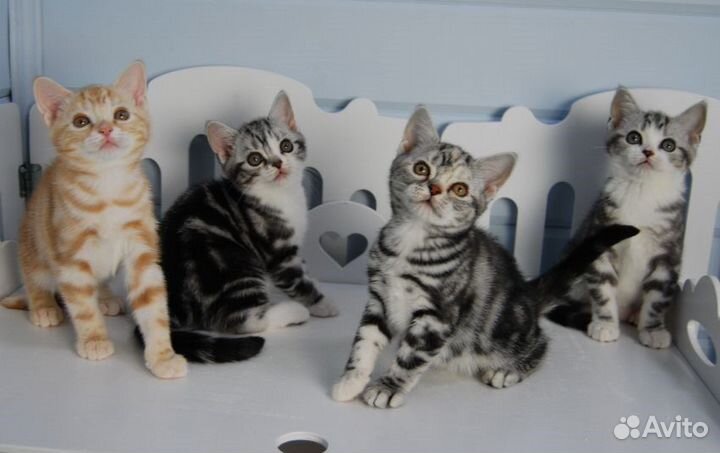 Американская короткошерстная кошка