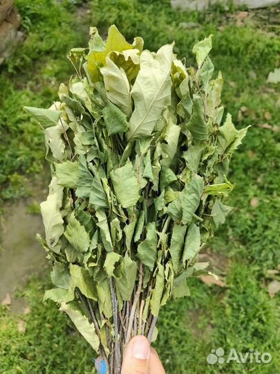 Веники для бани