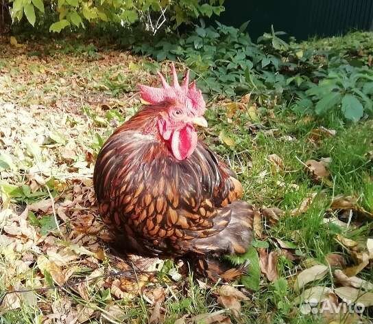 Кохинхин карликовый яйцо