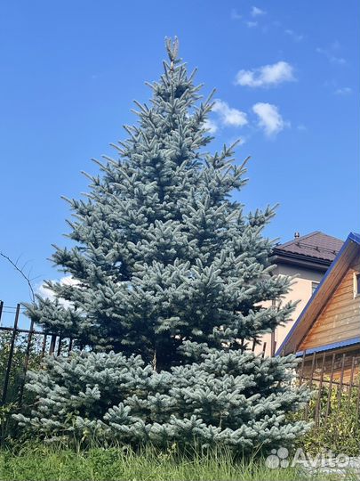 Ель голубая