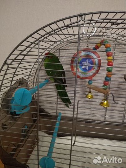 Продаю попугая с клеткой