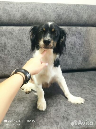 Собака в добрые руки маленькая порода