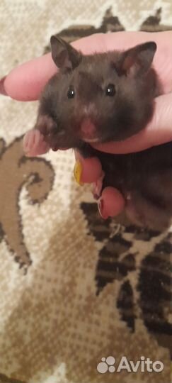 Сирийский хомяк