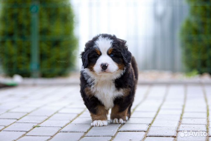 Бернский зенненхунд