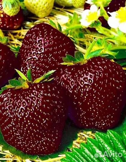 Клубника Чёрный принц крупноплодная сортовая