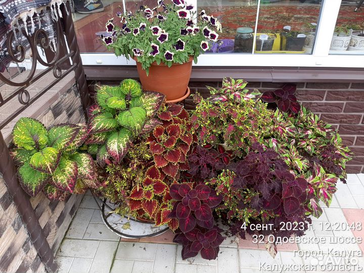 Колеусы вегетативные