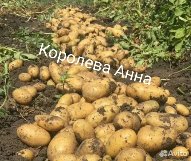 Картофель семенной