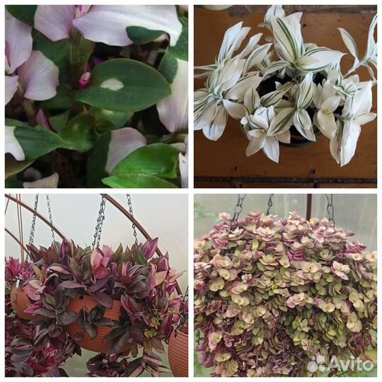 Традесканции сортовые, зебры, каллизии и др