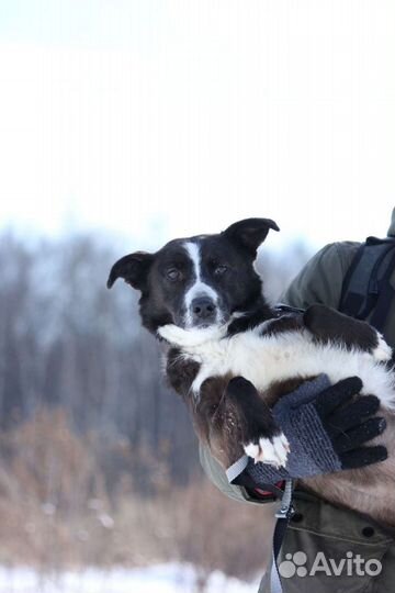 Небольшая молоденькая собачка Руна