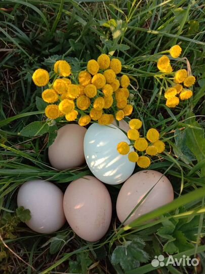 Домашние куриные яйца