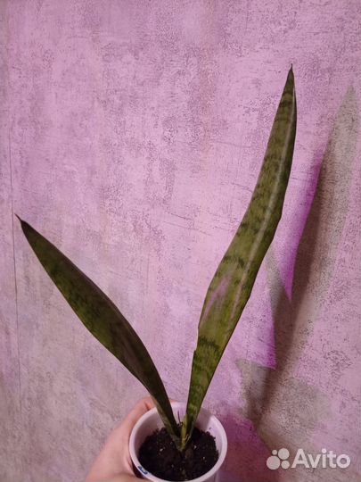 Сансевиерия