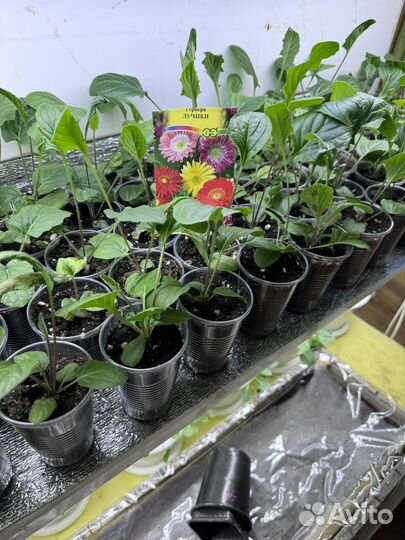 Рассада цветы