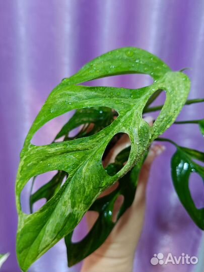 Монстера Адансона минт