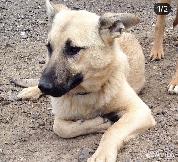 Амур ищет дом