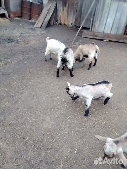 Козлята дойных коз