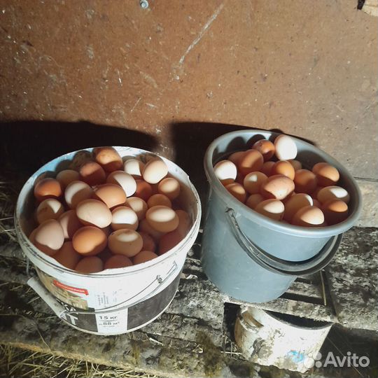 Домашние куриные яйца