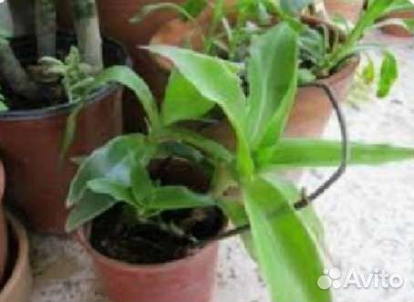 Каллизия душистая, легендарный золотой ус