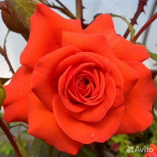 Плетистая роза Салита