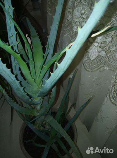 Алоэ столетник