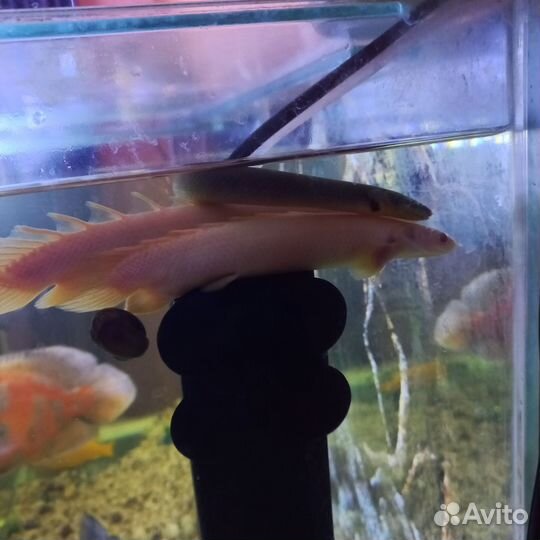 Аквариум с тумбой 250