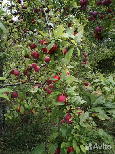 Алыча самосбор