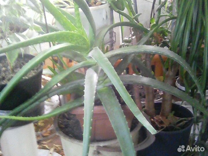 Цветы для души и дома