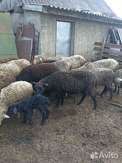 Ягнята и овцы