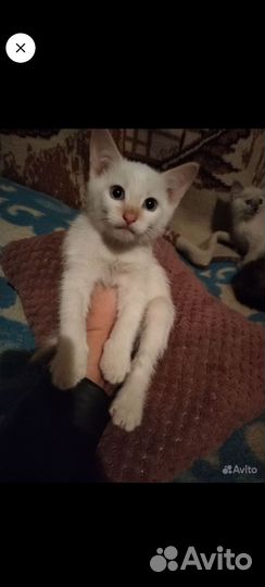 Кошка в дар бесплатно