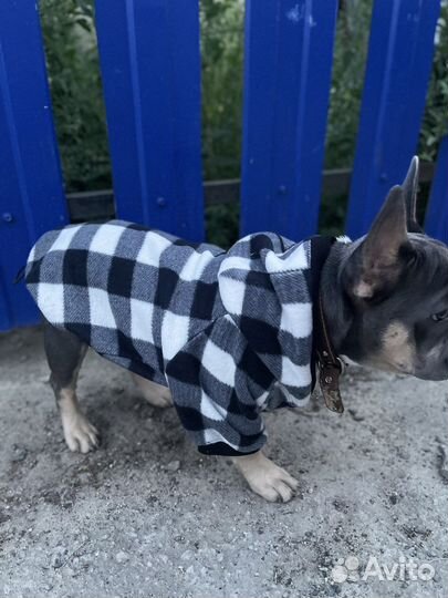 Одежда для средних собак