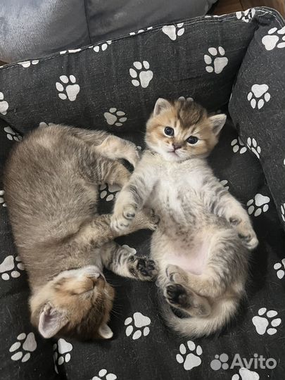 Британский котенок