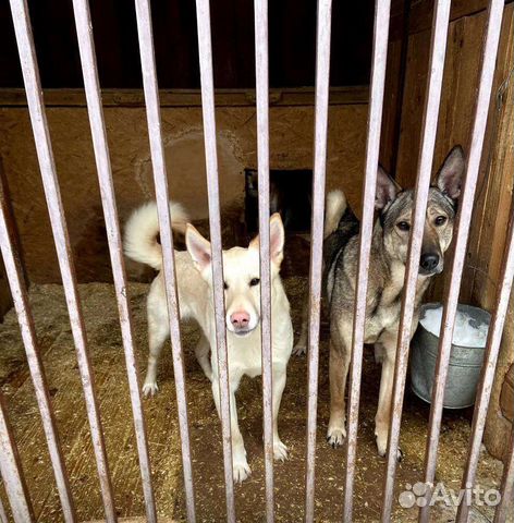 Спасите собачку из приюта