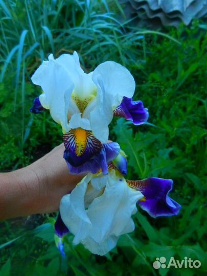Ирис двуцветный 