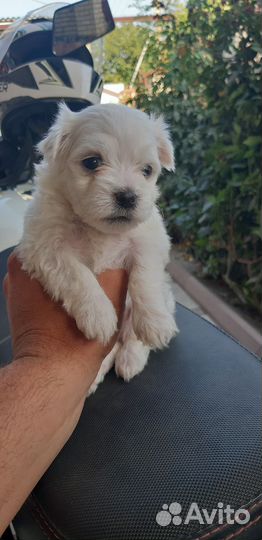 Мальтийская болонка мольтезе