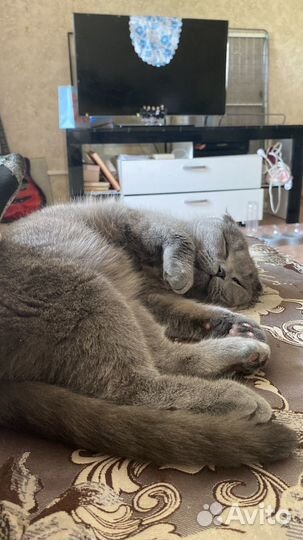Отдам в добрые руки кошечку