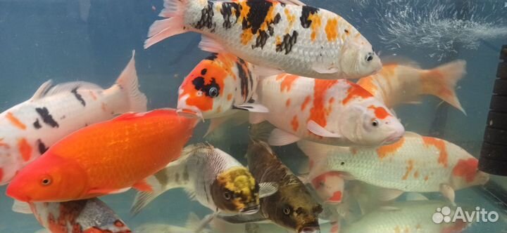 Карпы кои для пруда