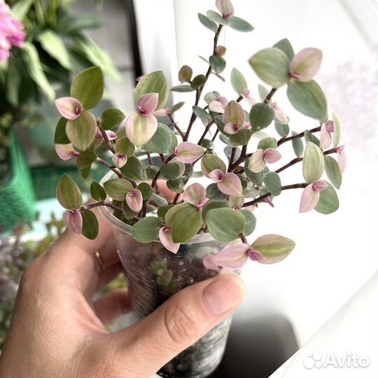 Каллизия крибо